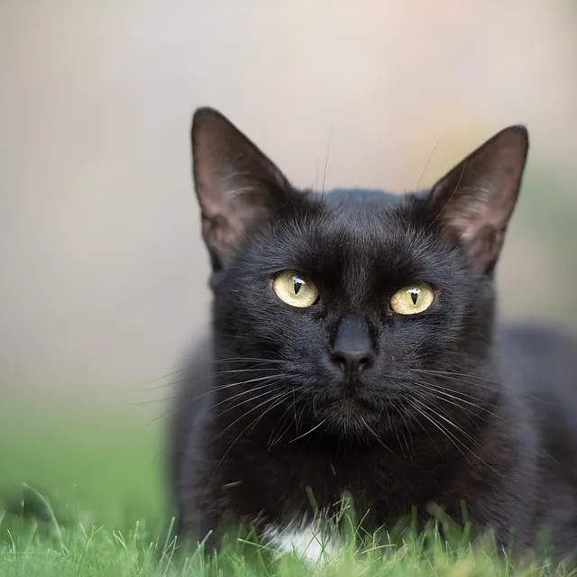 Svart katt i gresset