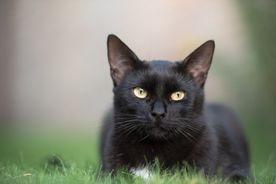 Svart katt i gresset