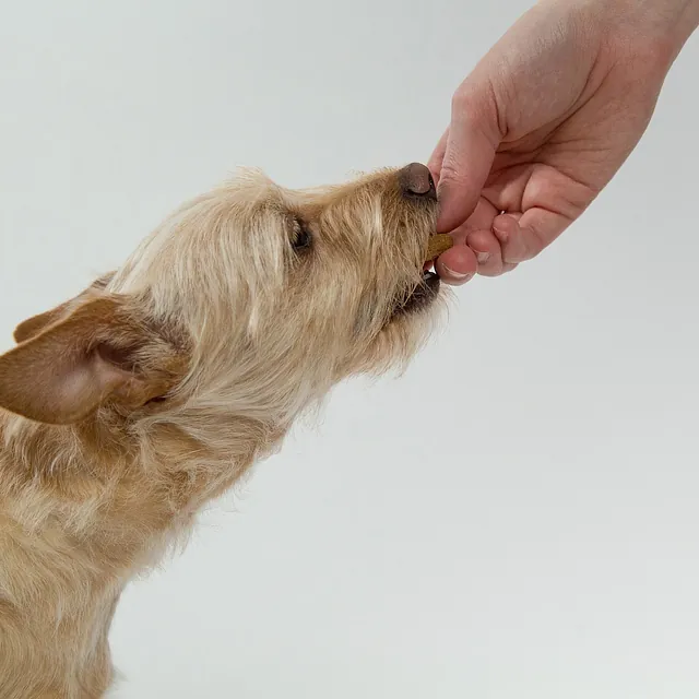Hund får godbit