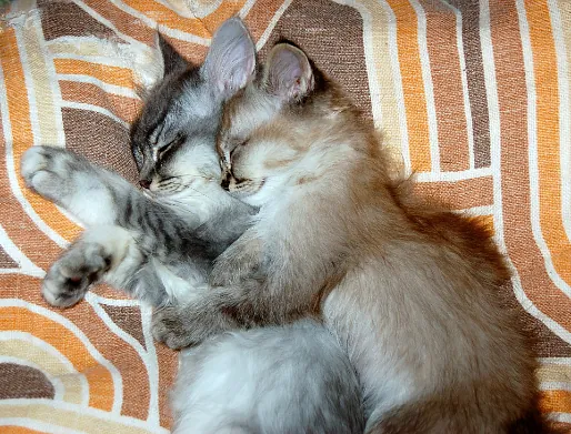 To grå kattungen
