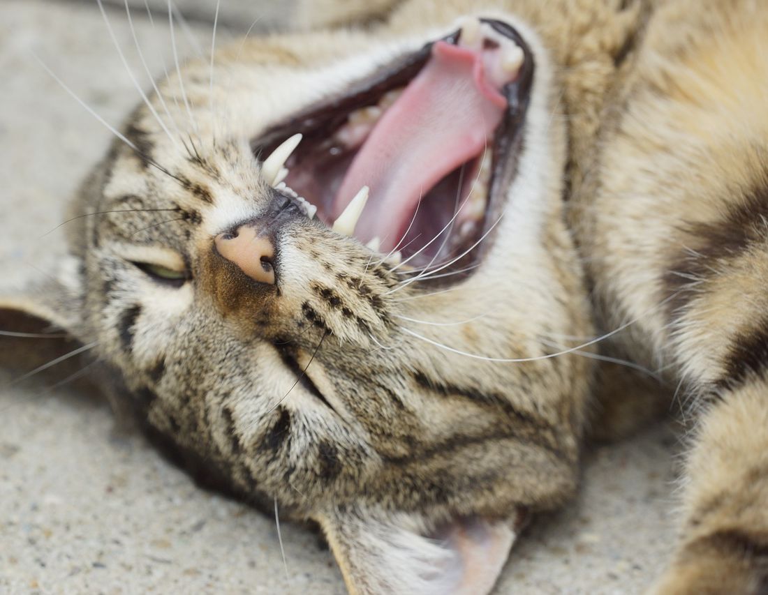 Katt gjesper