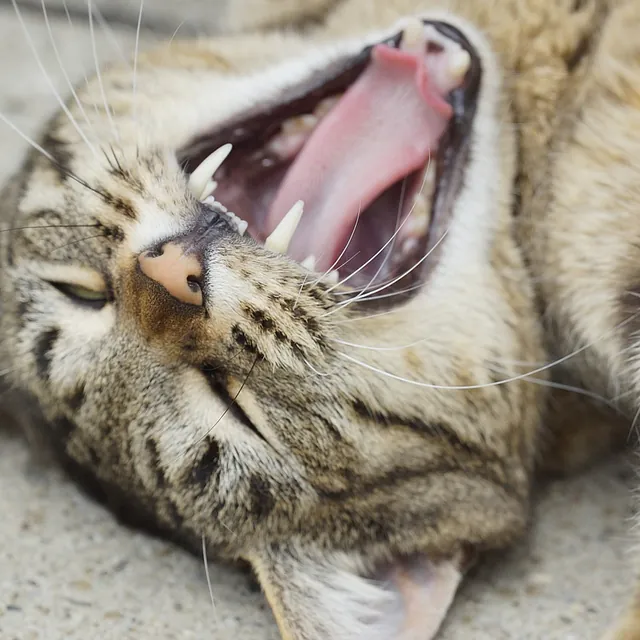 Katt gjesper