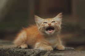 Rød kattunge