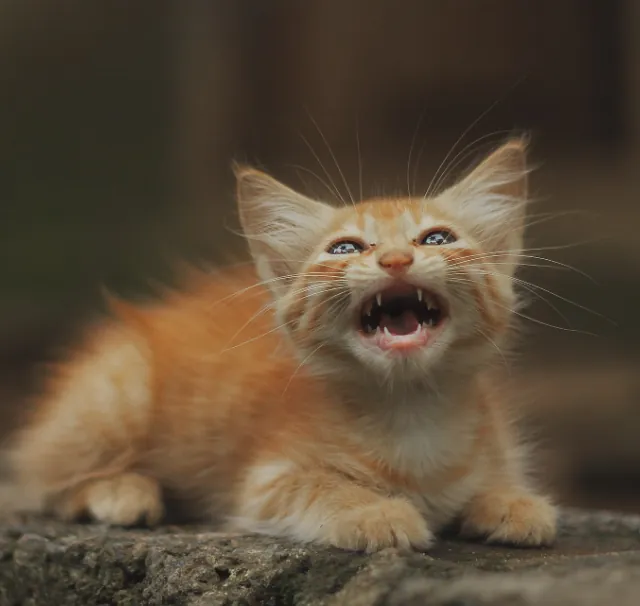 Rød kattunge