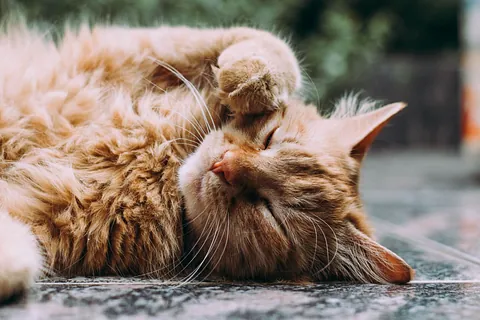Katt ligger