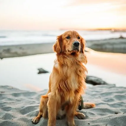Golden retriver