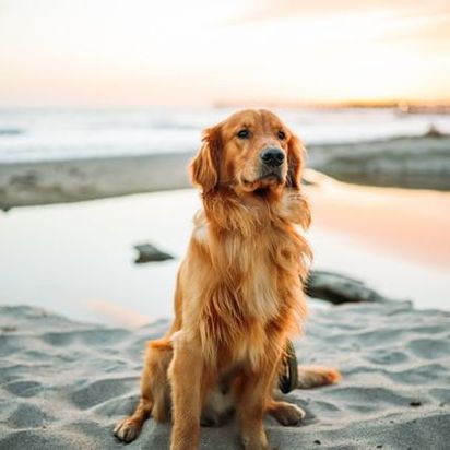 Golden retriver