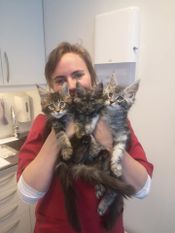 Veterinær holder kattunger