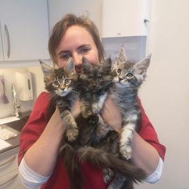 Veterinær holder kattunger