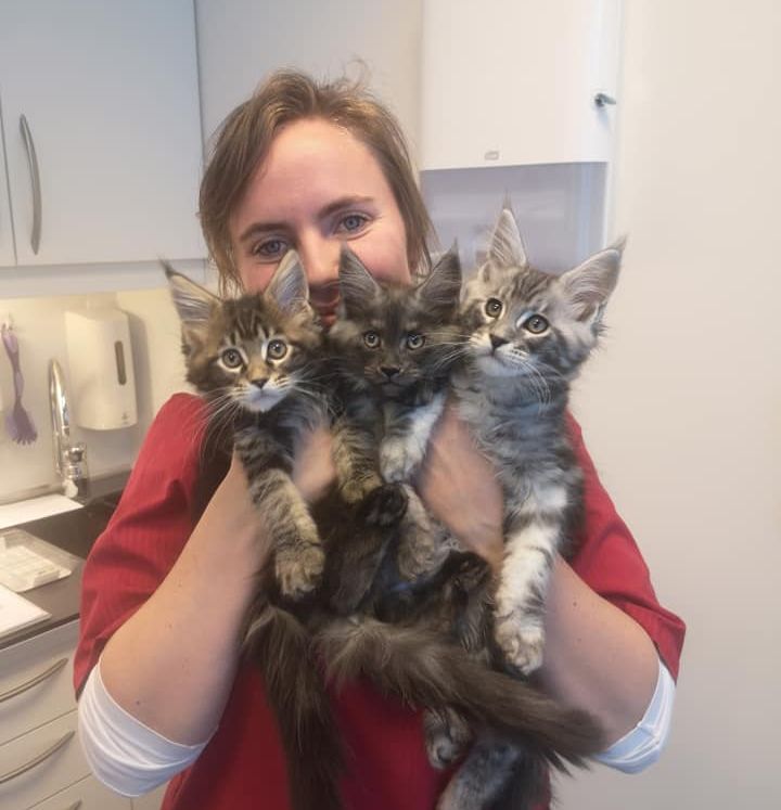Veterinær holder kattunger