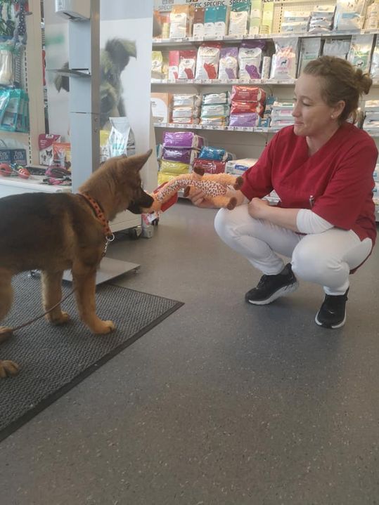 Hund leker med veterinær