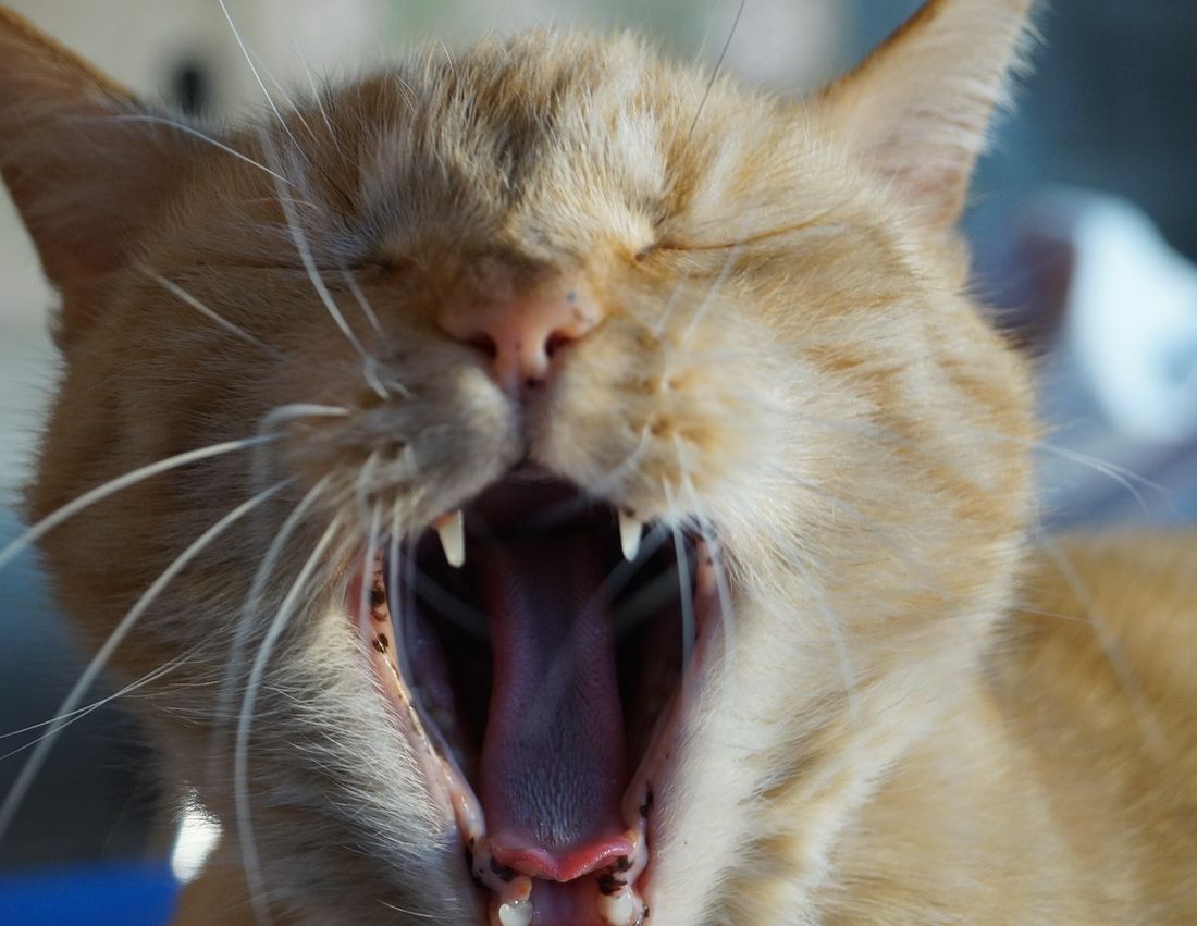 Rød katt gjesper