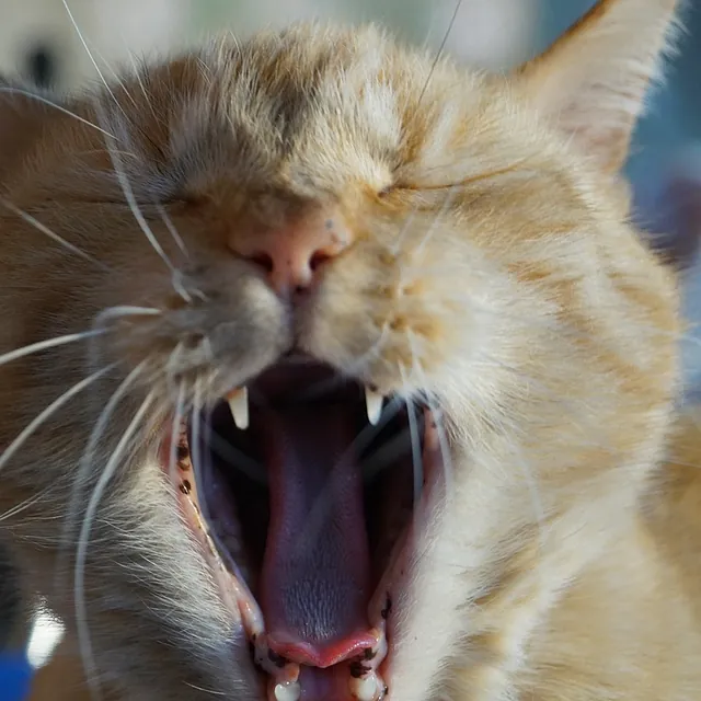 Rød katt gjesper