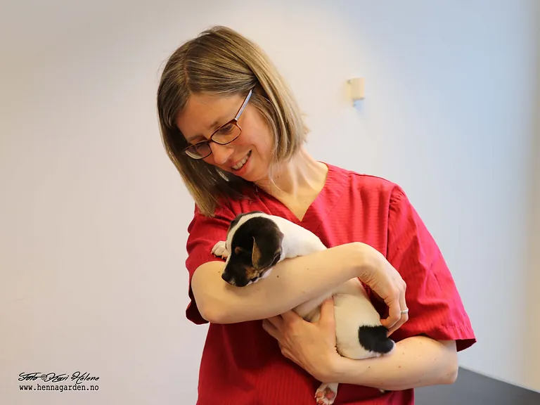 Veterinær holder hund