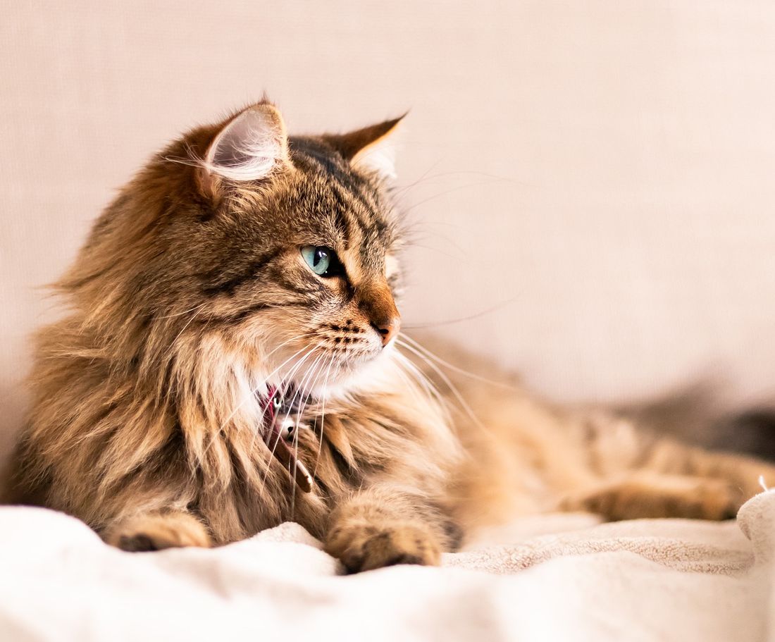 Spraglete katt