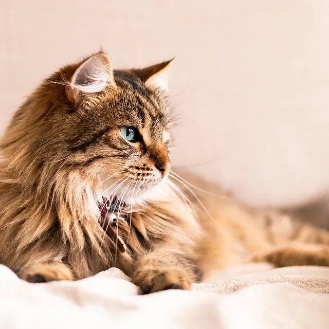 Spraglete katt