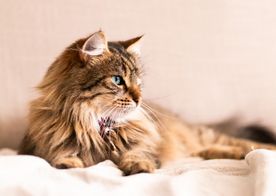 Spraglete katt