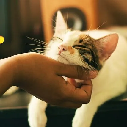 Katt får kos