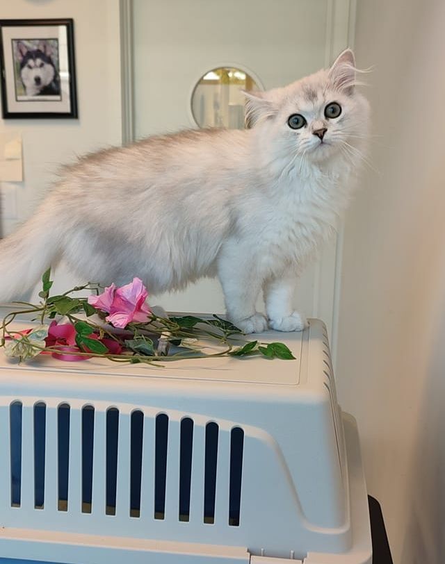 Hvit katt står på reisebur