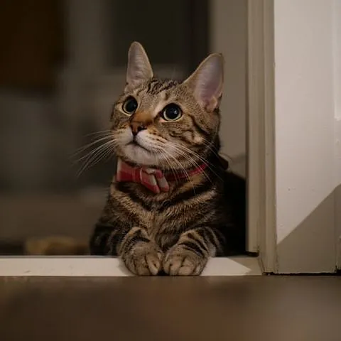 Katt med halsbånd