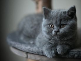 Grå kattunge
