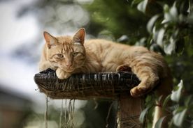 Rød katt
