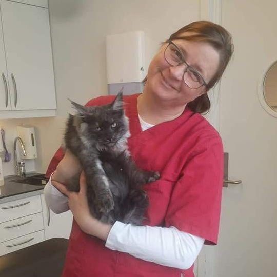 Veterinær holder katt