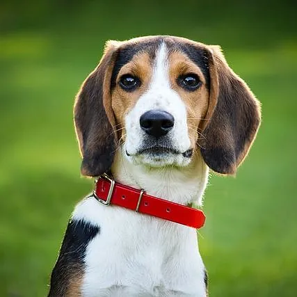 Hund med rødt halsbånd
