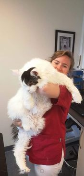 Veterinær holder hvit katt