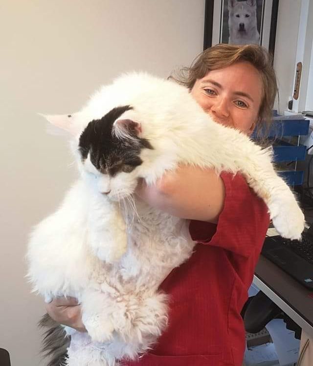 Veterinær holder hvit katt