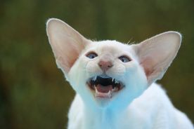 Hvit katt viser tenner