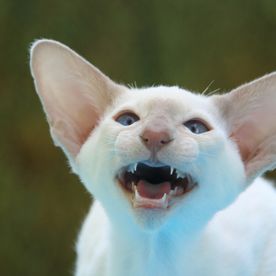 Hvit katt viser tenner