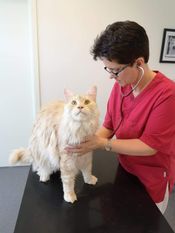Vetrinær undersøker katt