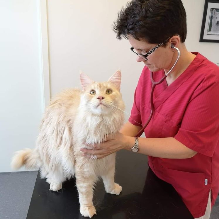 Vetrinær undersøker katt