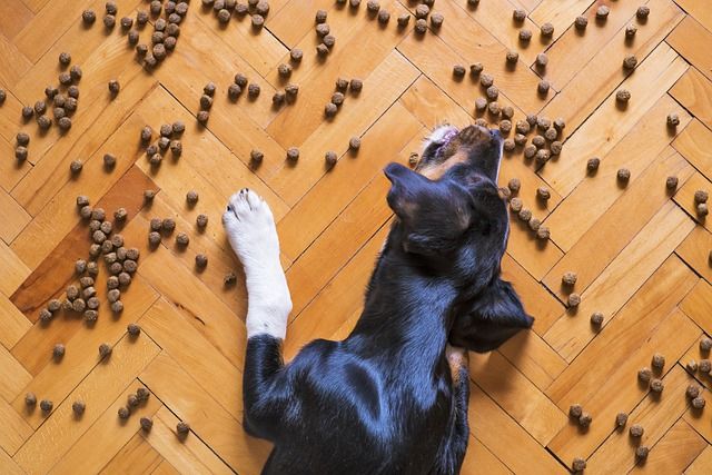 Svvart hund ligger på gulvet